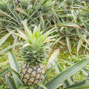 bromelain in pineapple juice 600GDU-2400GDU Protease manufacturers raw material