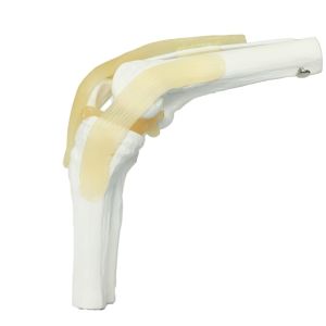 Kids Learning Anatomical Knee Joint Model Display Medical Tool