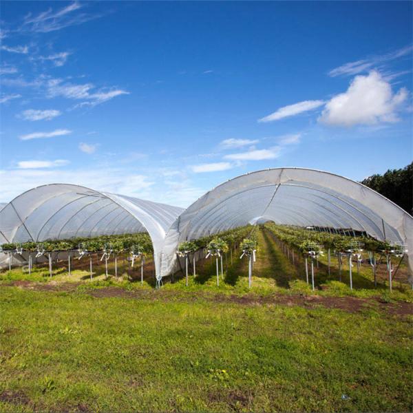 Quality Strawberry High Tunnel Greenhouse Hydroponic Rain Shelter Greenhouse wholesale