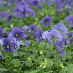 Greenhouse Irrigation Fertilizer Machine 1KW Auto Fertilizer System