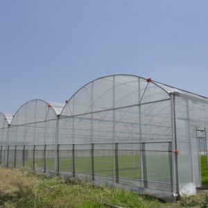 Anti Insect Net Multi Span Hydroponic Tunnel Plastic Greenhouse For Vegetable