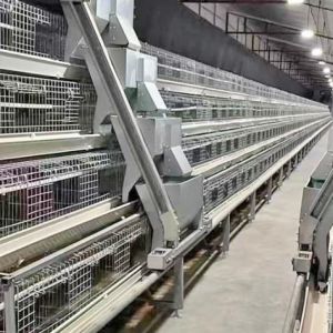 Hot Galvanized Poultry Farming Equipment Automated Layer Chicken Broiler Chicken