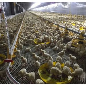 Automatic Chicken Poultry Equipment Chicken Feeding Line 50-100kg/H