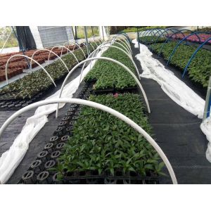 50 Cavity Transplanting Nontoxic Seed Germination Tray With Lid