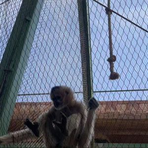 Stainless Steel Wire Rope Zoo Fencing Mesh Flexible Cable Netting For Bird