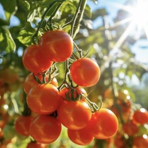 Customized Multi-Span Greenhouse Yield Solution for Hydroponic Vegetable