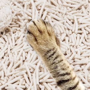Wholesale100 Dust Free No Harmful Additives Cat Litter Non-Unscented Biodegradab