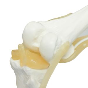 Kids Learning Anatomical Knee Joint Model Display Medical Tool