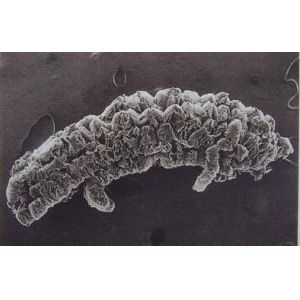 80 Mesh Expandable Graphite Powder 0.5% Moisture Exfoliated Expanded Graphite