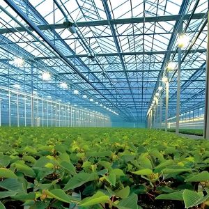 Polycarbonate Greenhouse for Strawberry Substrate Culture Customized