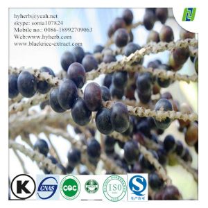 Factory Supply Acai Berry Powder Extract 10:1