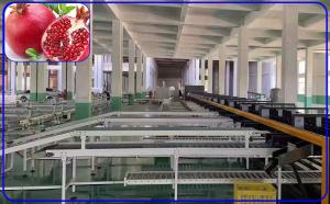 Cheap High Speed Pomegranate Sorting Machine 2 Channel Intelligent For Size And Breakage for sale