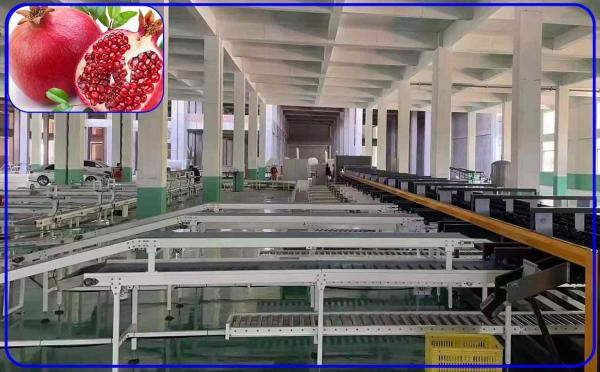 High Speed Pomegranate Sorting Machine 2 Channel Intelligent For Size And
