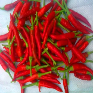 Cheap 4-7cm Dried Red Chilli Peppers Storage Conditions Cool And Dry Place for sale