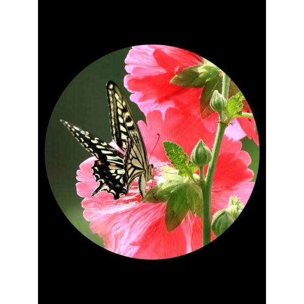 Zoom Hiking Monocular Telescope , 16x52 Monocular Dual Focus Optics Zoom Telescope