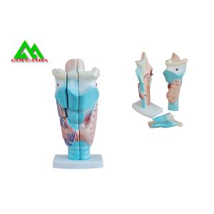 China Human Anatomical Medical Teaching Models Plastic Inner Ear Model on sale