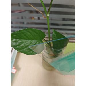 Cheap Price Plastic Polycarbonate Sheet with Exceptional Impact Resistance and