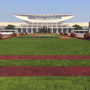 Modern Green Roof Trays The Ultimate Solution for Planting Flowers and