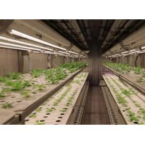 Intelligent Temperature Control Juxiang Leafy Vegetable Container House Heating