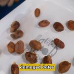 Precision Elevating Date Quality Assurance With Advanced Dates Sorting Machine