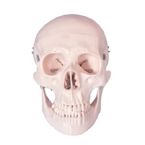 Studying PVC 21cm 1kg Human Skull Anatomy Model