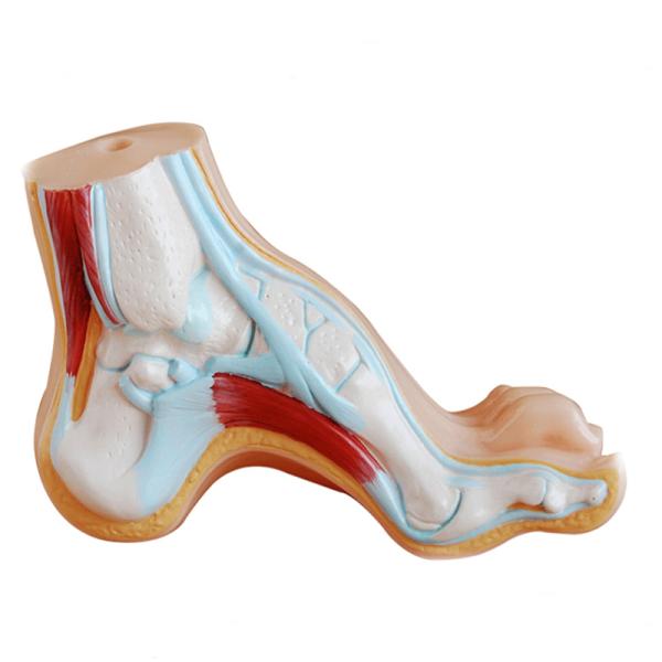 Life Size 3 Parts Bow / Flat / Normal Foot Anatomy Model For Medical Teaching