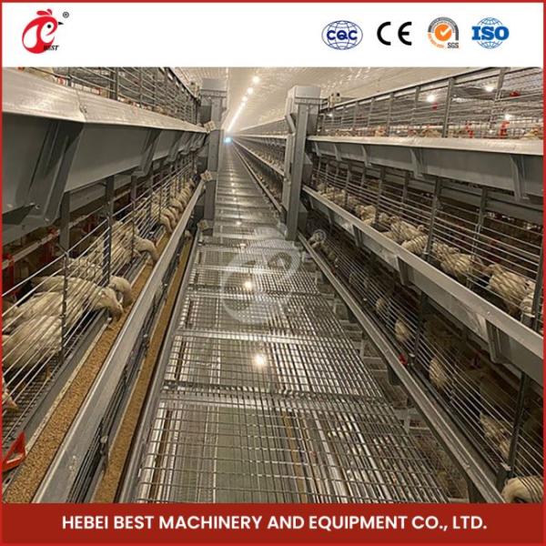 Automatic H Type Meat Broiler Chicken Cage 84 Birds Poultry Farm Equipment Mia