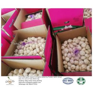 China fresh garlic export to Angola with 4.5-5.0cm 10kg loose packing carton.