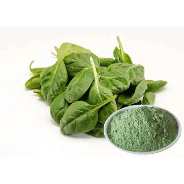 Quality Healthy Food Spinach Extract Powder Smooth Texture With Anti Aging wholesale