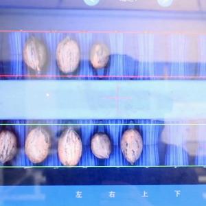 1-2 Tons Capacity Pecan Sorting Machine 8 Exits With CE Certificate 380V