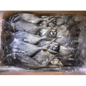 1kg Up Whole Round Black Pomfret Fish Fresh Frozen Seafood