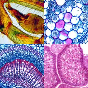 Laboratory Compound Optical Microscope 1000x