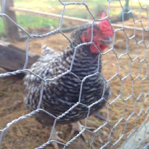 Chicken 0.5mm Hexagonal Iron Wire Mesh Galvanized Normal Twist