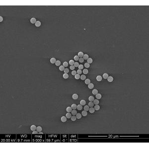 Cheap BeaverBeads 100 ML Magnetic Beads With 10 Mg/ML Concentration For Protein Isolation for sale