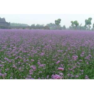 Verbena herb powder, Verbena officinalis Extract, Brown Fine Powder, Antiphlogis