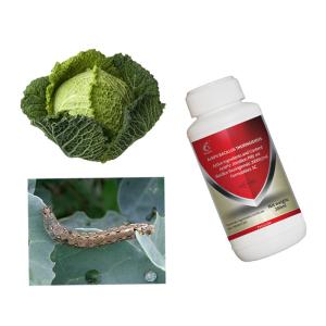 Fall armyworm in africa a guide for integrated pest management beet armyworm