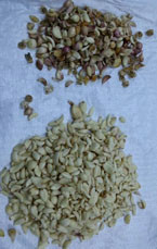 WENYAO Peeled Garlic Separating Machine with high frequency ejectors