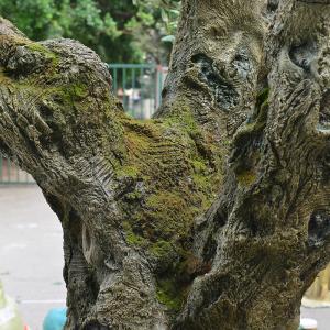 UV-Resistant large 5m customized olive tree artificial with Trunk Realism