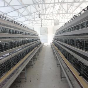 Layer Cage Poultry Equipment Automatic 3 Tiers 4 Tiers A Type Poultry Cages