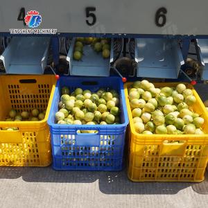 Processing Production Inspecting Grading Fruit Vegetable Onions Saiko persimmon