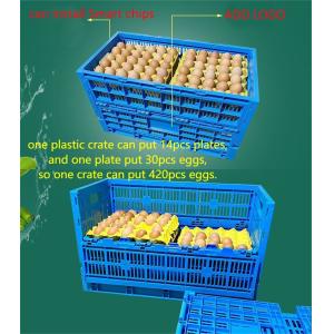 PE Material Custom Plastic Egg Tray for Food Storage Container Sturdy Mesh Style