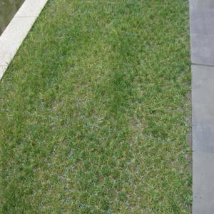 HDPE Plastic Planting Grass Paver Grid for Parking Lot and Driveway at 500mm