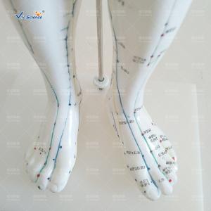Medical Model Acupuncture Human Body Model for Teaching Mode