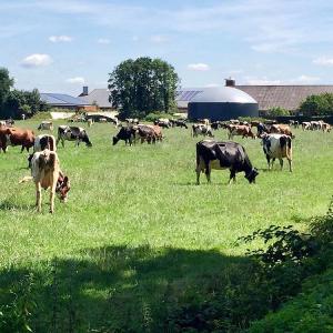 Customized Capacity Double Membrane Biogas Gas Holder UV Resistance