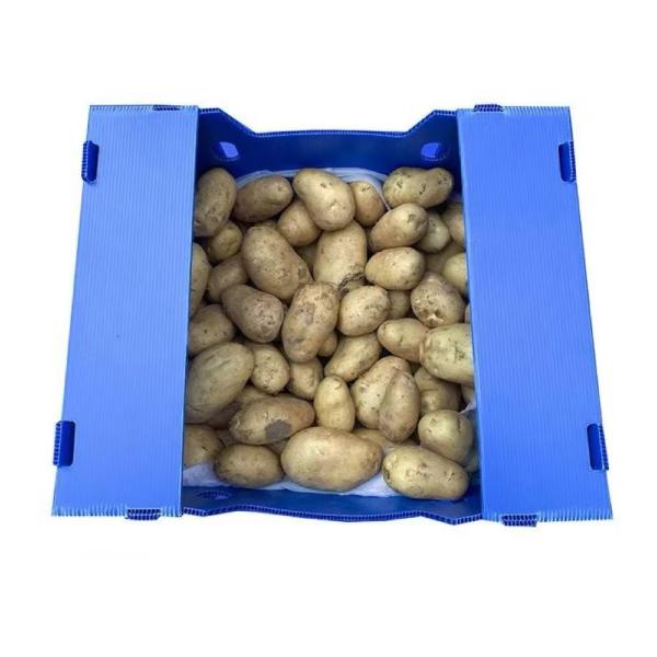 Quality Rectangular PP Corrugated Sheet Box Recyclable Foldable Plastic Box Blue wholesale