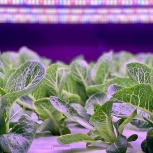 Customization JX-CG-125 Vertical Farming Container Greenhouse with Hydroponic