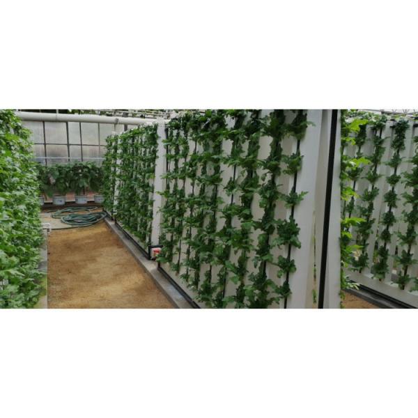 Quality Indoor Hydroponic Growing Systems Home Zip Vertical Hydroponic System wholesale