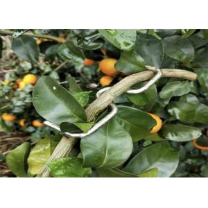 M13 M10 M8 Type Galvanized Steel Wire Orange Tree Branch Pressing Tool