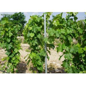 Grape Trellis Post 275gr HDG 54x30mm Grape Plantation Steel Grape Post