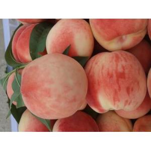 IQF Frozen White Peach Dice / Cube, peeled and pitted, blanched